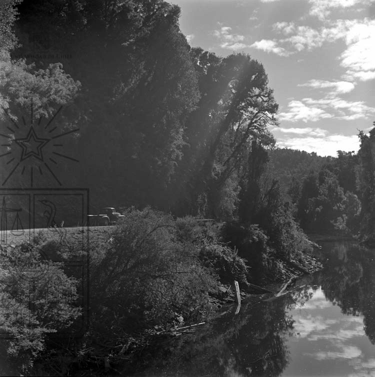 Bosque Pucatrihue 1