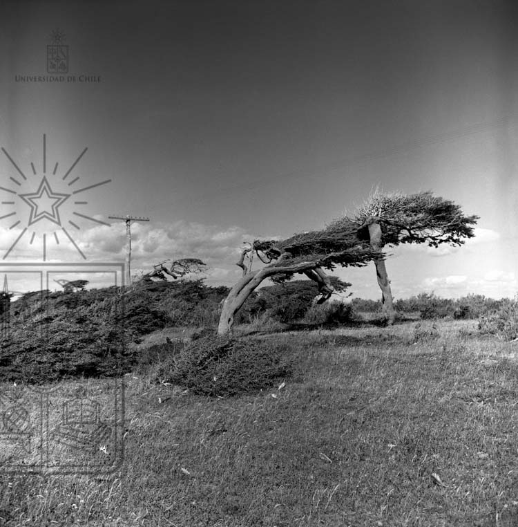 Árbol Magallanes 3