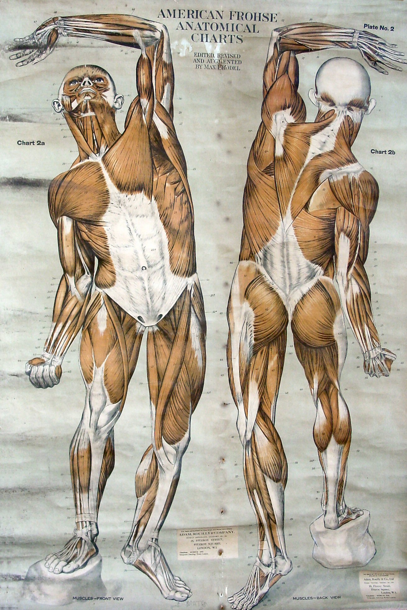 C1